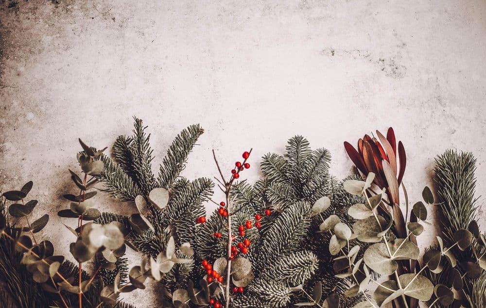 Branches de sapins, eucalyptus